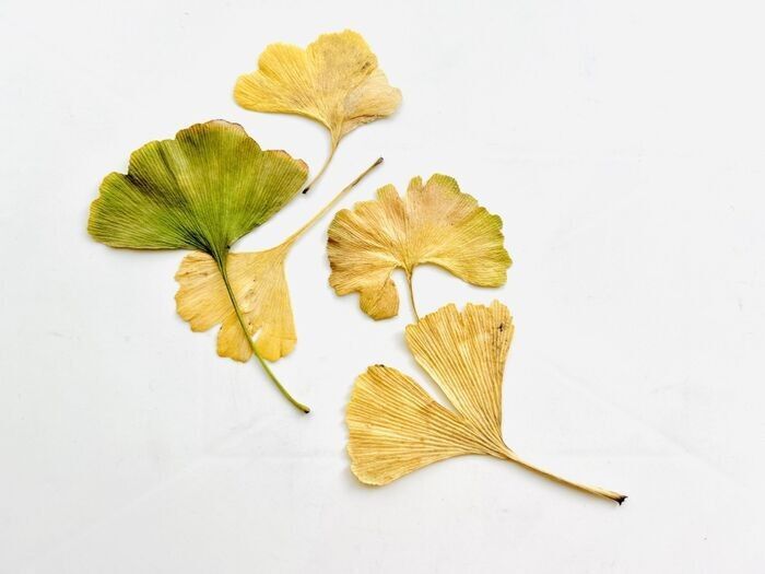 秋の色をそのまま楽しむ。イチョウの葉でつくる「蝶々」「きつね」。お散歩中に見つけたらやってみて♪