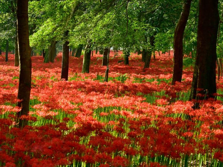 All About ニュース編集部が全国250人を対象に実施した絶景スポットに関するアンケートの調査結果から、好き＆行ってみたい「埼玉県の絶景スポット」ランキングを発表！ 2位「巾着田曼珠沙華公園」を抑えた1位は？