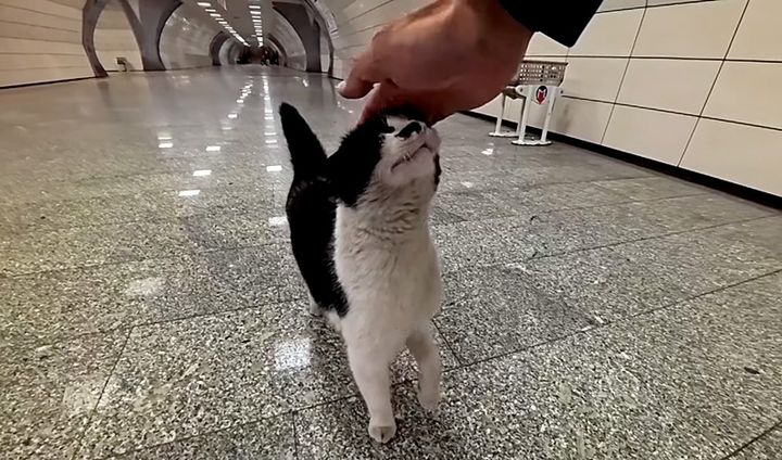 地下鉄の駅で出会った猫