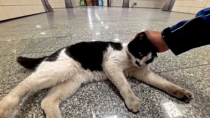 撫でられる猫