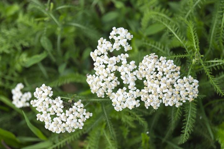 11月17日の花とは？【366日の誕生花と幸せの花言葉】