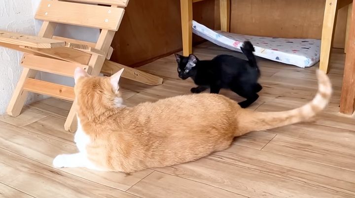 先住猫のことが大好きな子猫