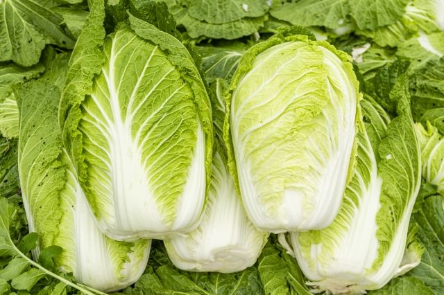 収穫したての白菜