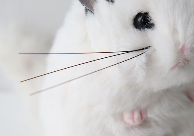 吉徳チンチラのぬいぐるみポーチおヒゲ