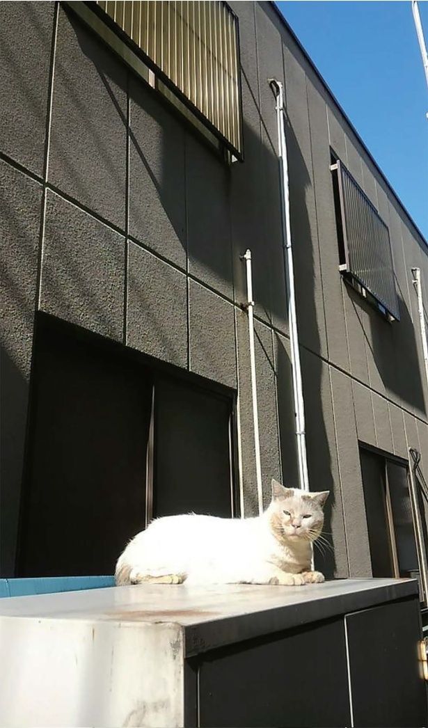 地域のボス猫だったシロちゃん （C）やすらぎさん、にごたろ／KADOKAWA