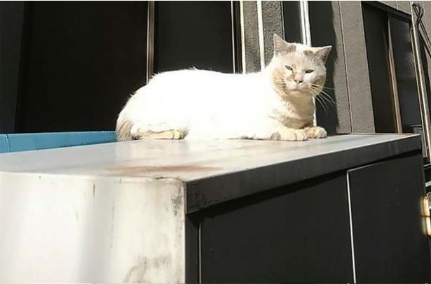 シロちゃんのお話 （C）やすらぎさん、にごたろ／KADOKAWA