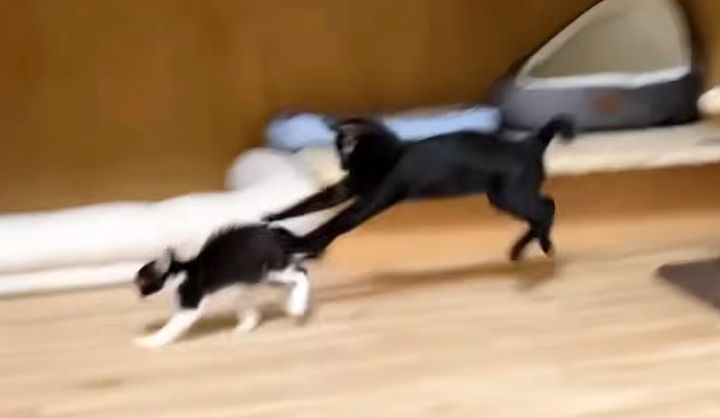 追いかけっこする子猫達