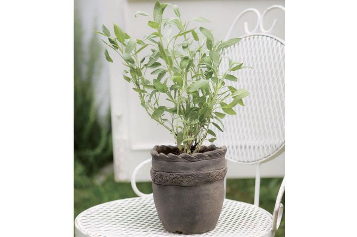 【ハーブガーデニング】料理にも庭の彩りにも活躍する【セージ】の栽培方法と活用アイデア2選