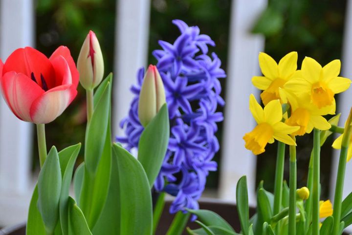 【秋から始める簡単ガーデニング】今植えて春満開に咲く！「秋植え球根」7選