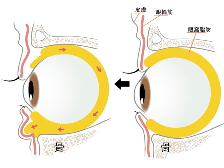 目まわりの構造