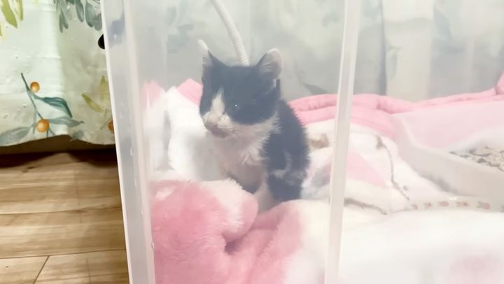 病気から回復中の子猫