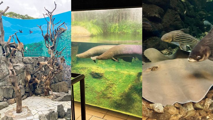 北葛西〈江戸川区自然動物園〉クモザル、東京〈足立区生物園〉水槽、高島平〈板橋区立 熱帯環境植物館〉エイ