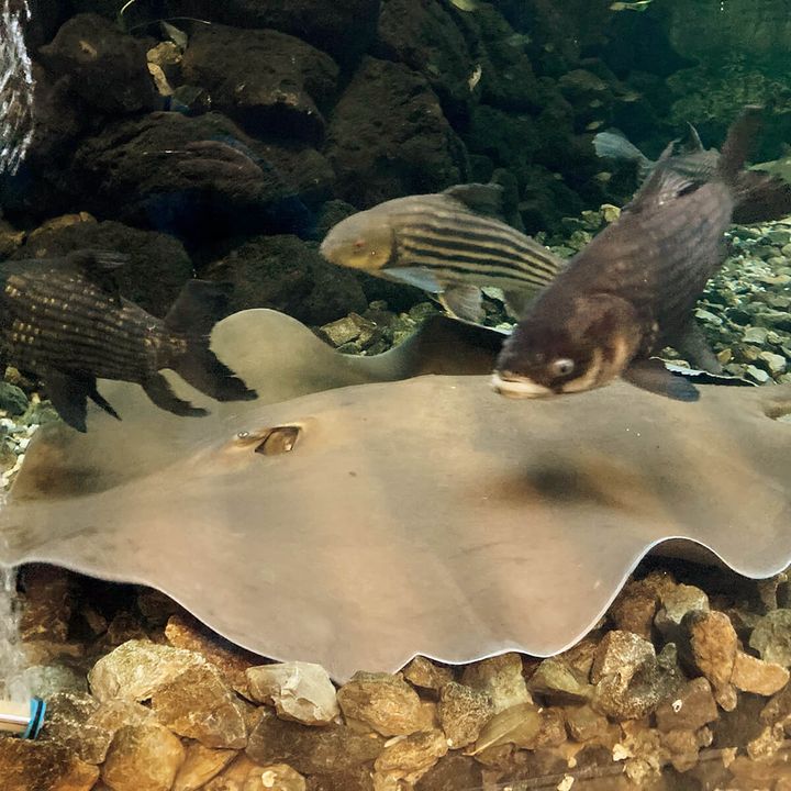 高島平〈板橋区立 熱帯環境植物館〉エイ