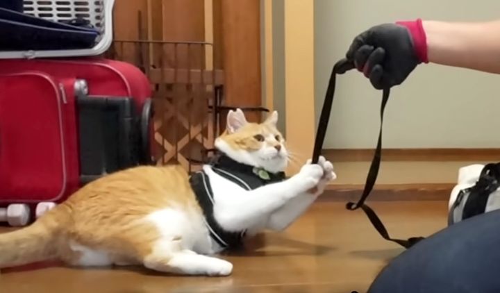 散歩を拒否する猫