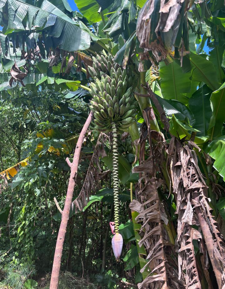 ふわふわの食感とほのかな甘さがまるでアイスクリームのようなバナナの新品種、アイスクリームバナナ。収穫し、一週間ほど追熟させたら食べごろに。