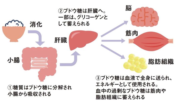食事で摂取した糖質は小腸でブドウ糖に分解され、インスリンの働きで肝臓や筋肉、脂肪組織に取り込まれる。また全身の細胞に運ばれてエネルギーとして使われる。