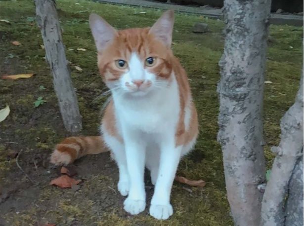 ミケちゃんときつねこちゃん （C）やすらぎさん、にごたろ／KADOKAWA