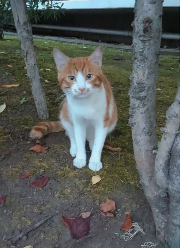 きつねこちゃんというお友達 （C）やすらぎさん、にごたろ／KADOKAWA