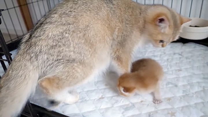 子猫の元に駆けつける母猫