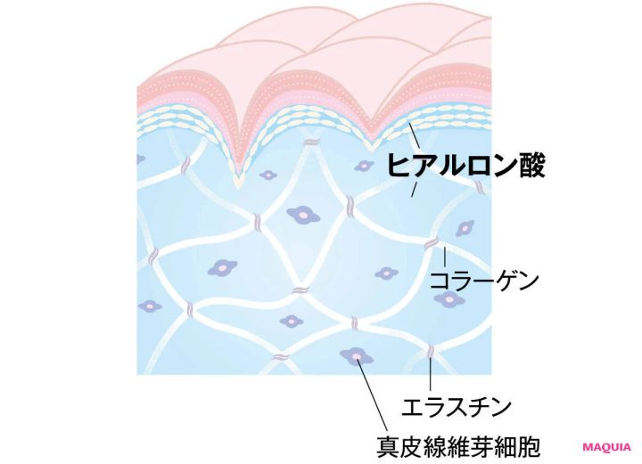 ヒアルロン酸の役割 肌断面図
