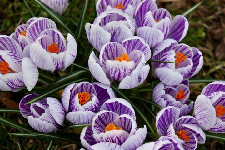 ‘ピックウィック’