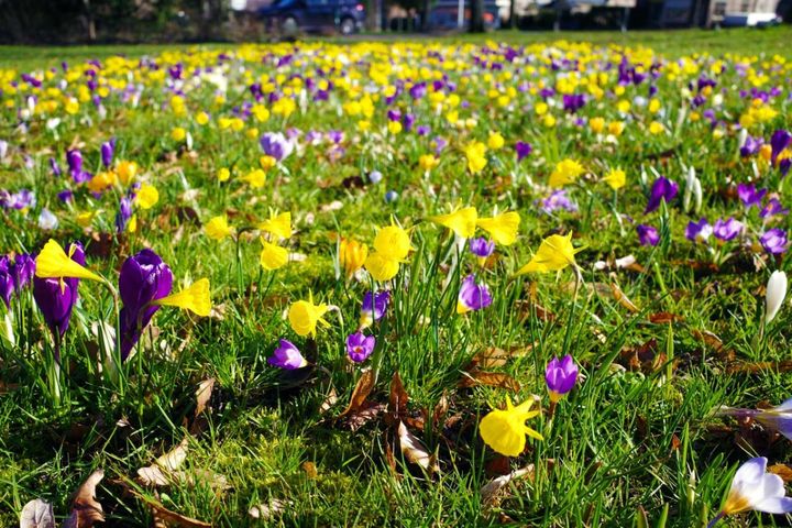 植えっぱなしで翌年も咲く！秋植えの小さな球根［8選］でガーデニングがもっと楽しくなる
