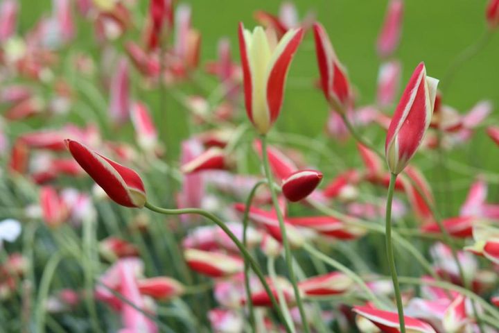 原種のチューリップ・クルシアナ