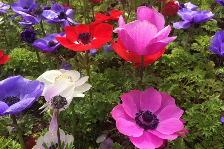 アネモネ・コロナリア