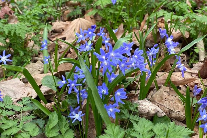 シラー・ビフォリア