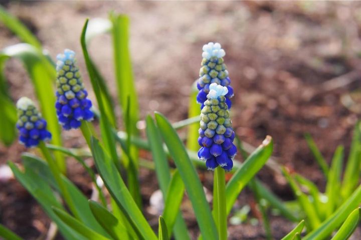 ‘マウントフット’