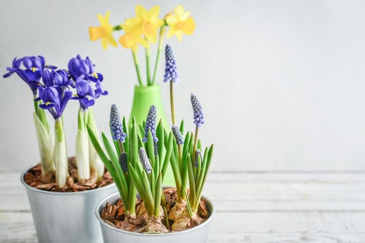 ムスカリやミニアイリス