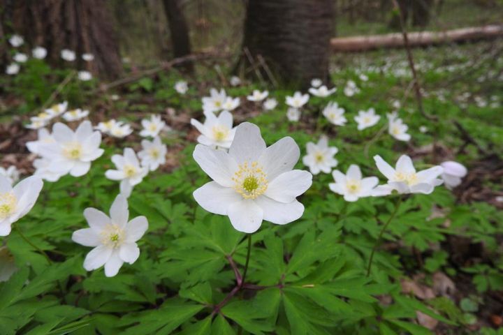 アネモネ・ネモローサ