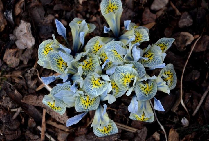 ‘キャサリンホドキン’