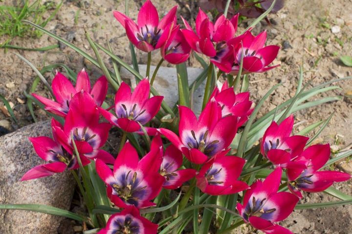 チューリップ・プルケラ