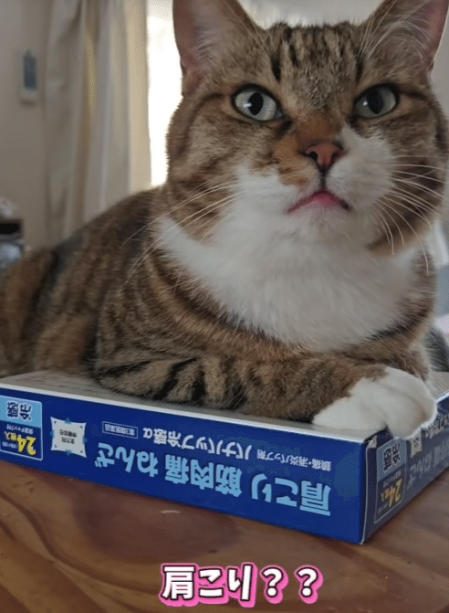 肩こりや筋肉痛のときに大活躍の湿布薬。