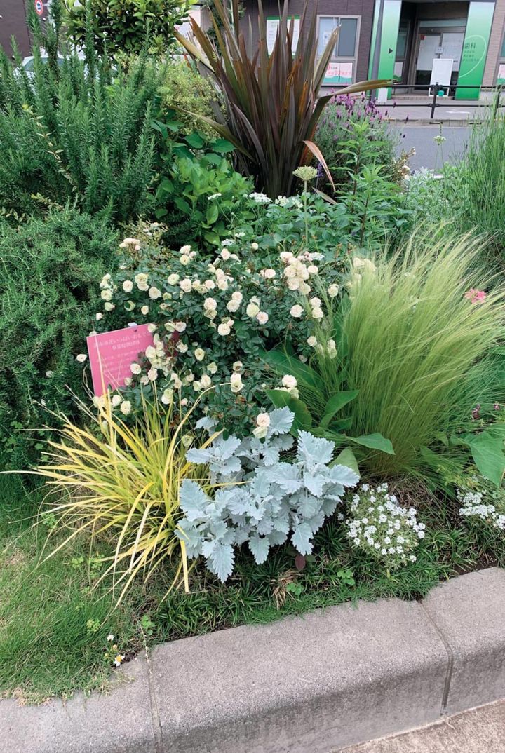 この花壇は、植えつけ時以外は自然灌水のため、乾燥に強く管理しやすい植物が選ばれている。