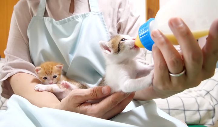 ミルクを飲む子猫
