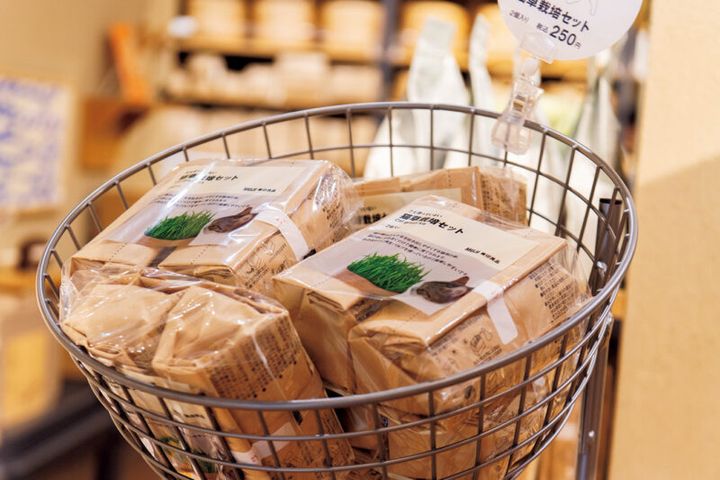 土を使っていない猫草栽培セット￥250