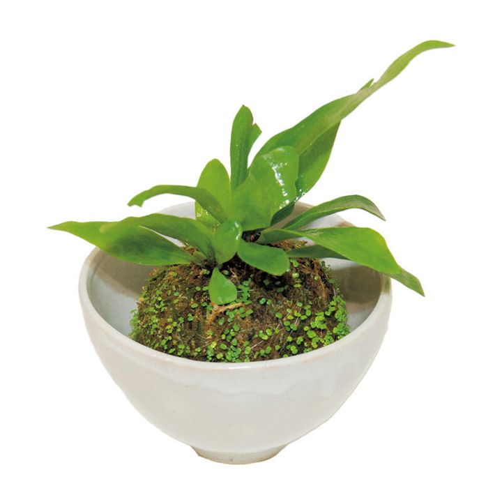 コウモリラン苔玉￥1,900 ※器は別売りです