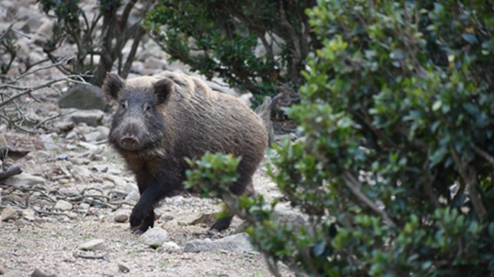 泳ぐイノシシが離島に侵攻している