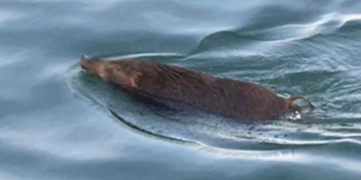 海を渡るイノシシの正体をDNA鑑定で解明