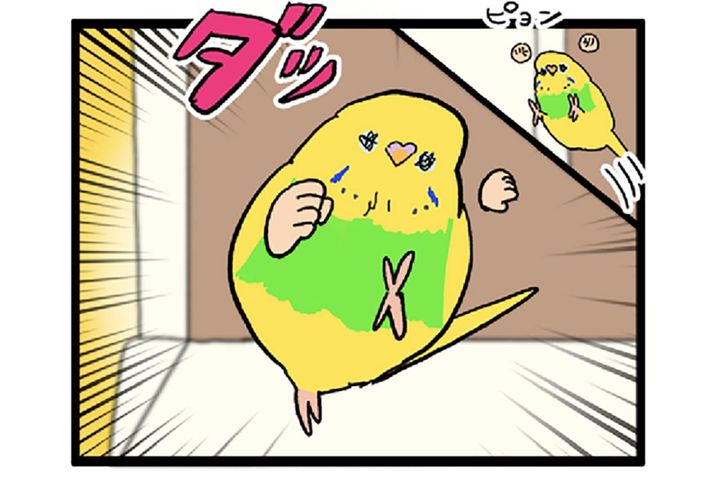 不器用すぎるセキセイインコ。でも失敗は知られたくない？【鳥マンガ #153】