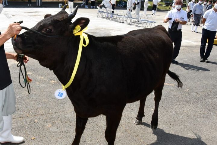 大分県竹田市から、驚きのニュースが飛び込んできました。