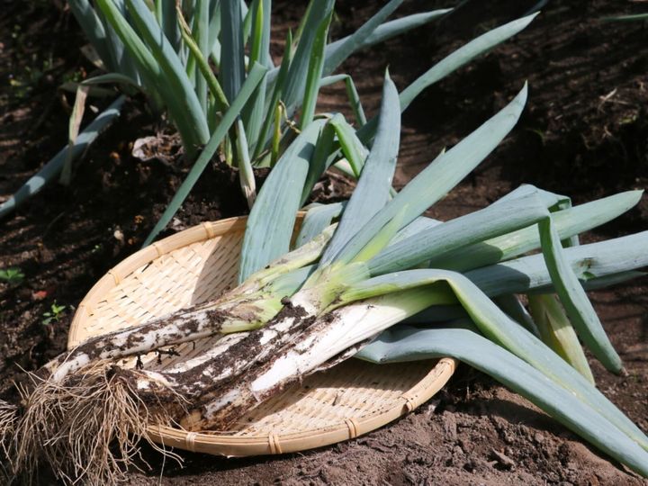 All About ニュース編集部が全国250人を対象に実施した「お土産に関するアンケート」の調査結果から、旅先で買いたい「群馬県のお土産」ランキングを発表！ 2位「下仁田ねぎ煎餅」「謹製水沢うどん」を抑えた1位は？