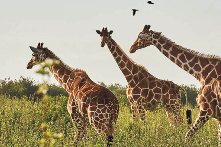 アフリカ大陸のキリン