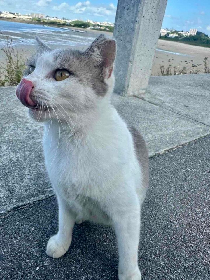 ふと現れた人懐っこい猫さん