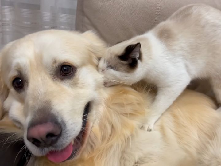 2匹の表情に注目！