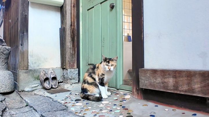 アニメの世界から出てきたような猫