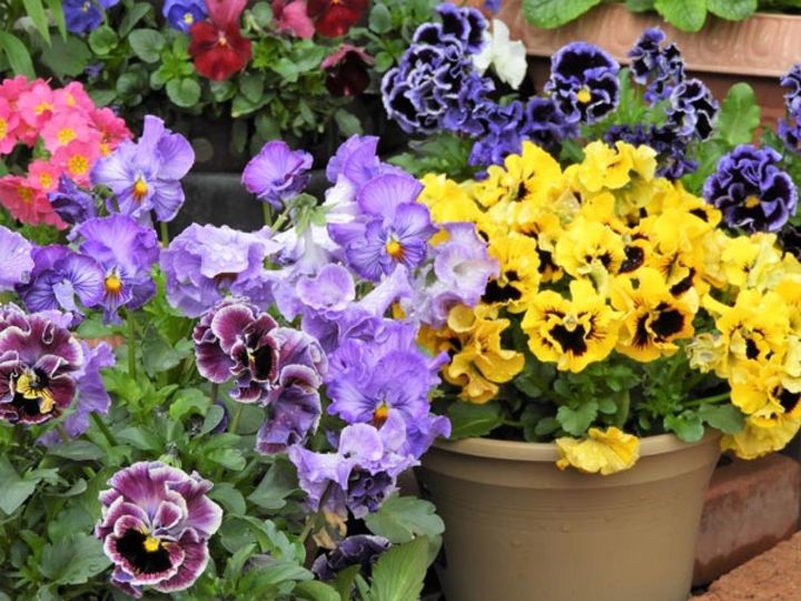 フリンジ系のパンジー