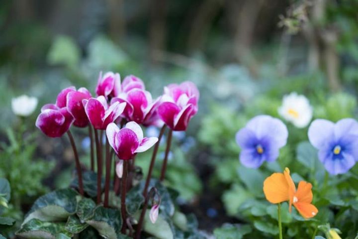 パンジー＆ビオラと楽しむガーデンシクラメン